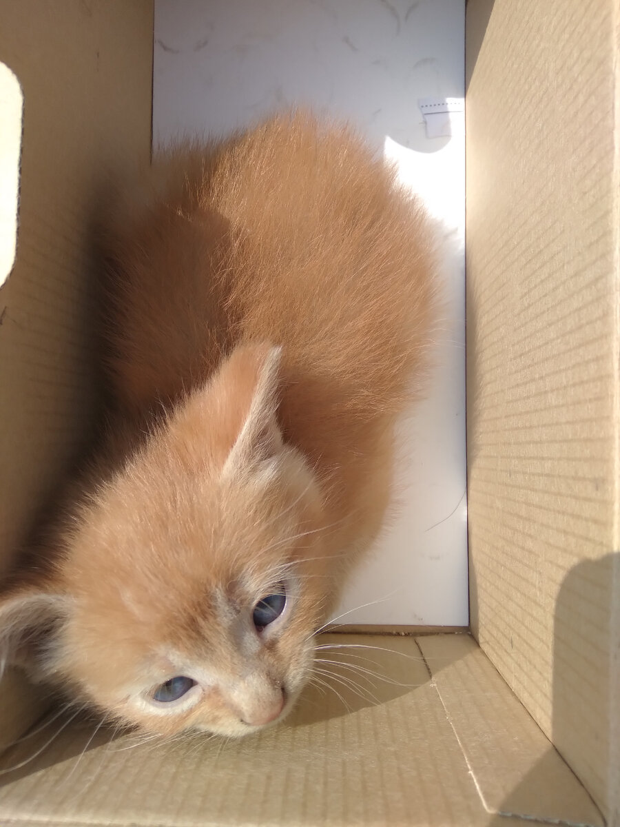 молоко после химиотерапии. можно ли пить молоко при онкологии. памятка для пациентов по питанию при химиотерапии. молоко после химиотерапии. свойства козьего молока.