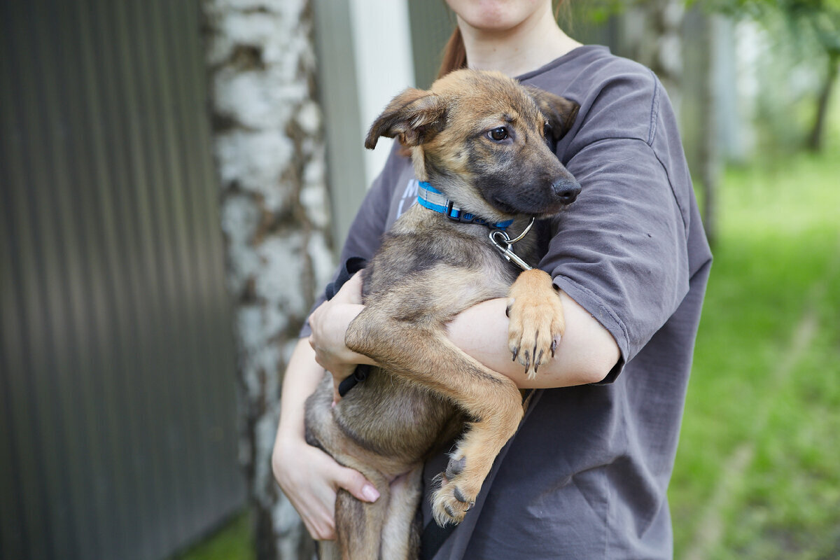животное лучший друг человека. хозяин собаки. собака нюхает. животные. собака друг человека.