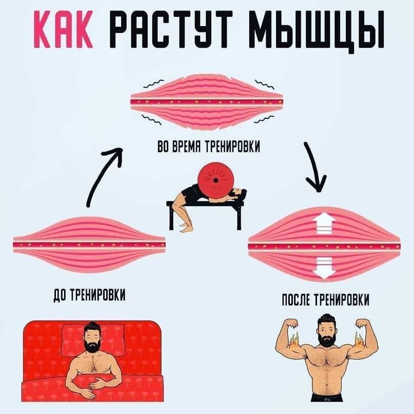 Болят мышцы значит. Мышцы после тренировки. Восстановление мышц после тренировки. Болят мышцы после тренировки. Как растут мышцы.