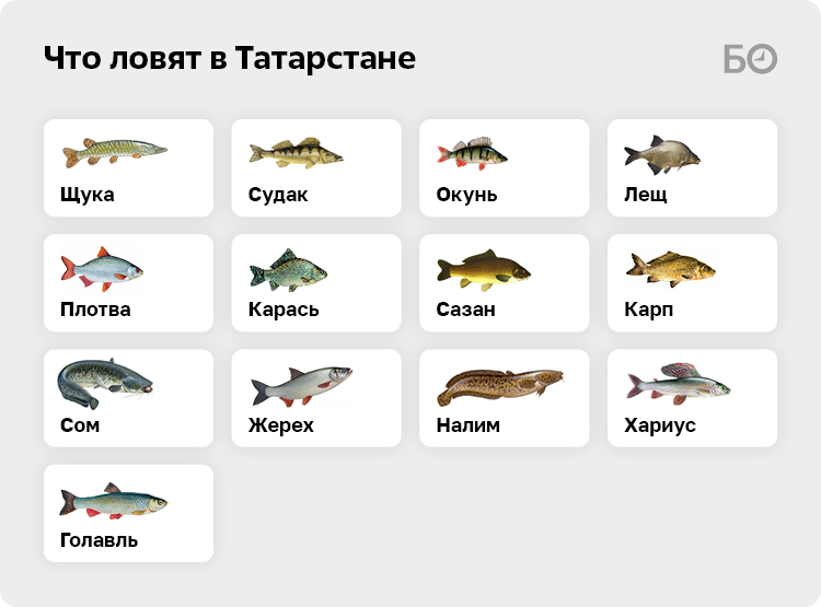 Рыболовные базы Московская и Два Пескаря : Рыбалка