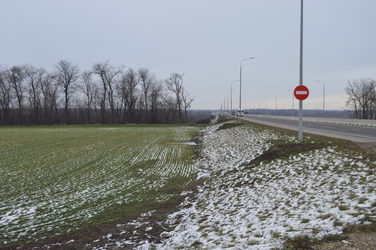 Фото автора. 25.01.2024. Поля агрофирмы. Озимые посевы у объездной дороги.