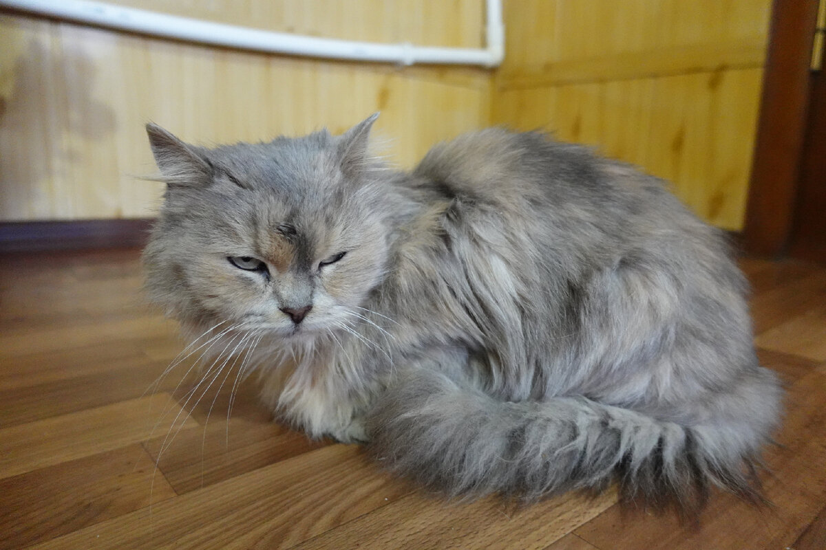 Я абсолют я кошка девочка. Аниме неко. Цветы фэнтези. Женщина с черной кошкой стихи. Девушка с котом арт.