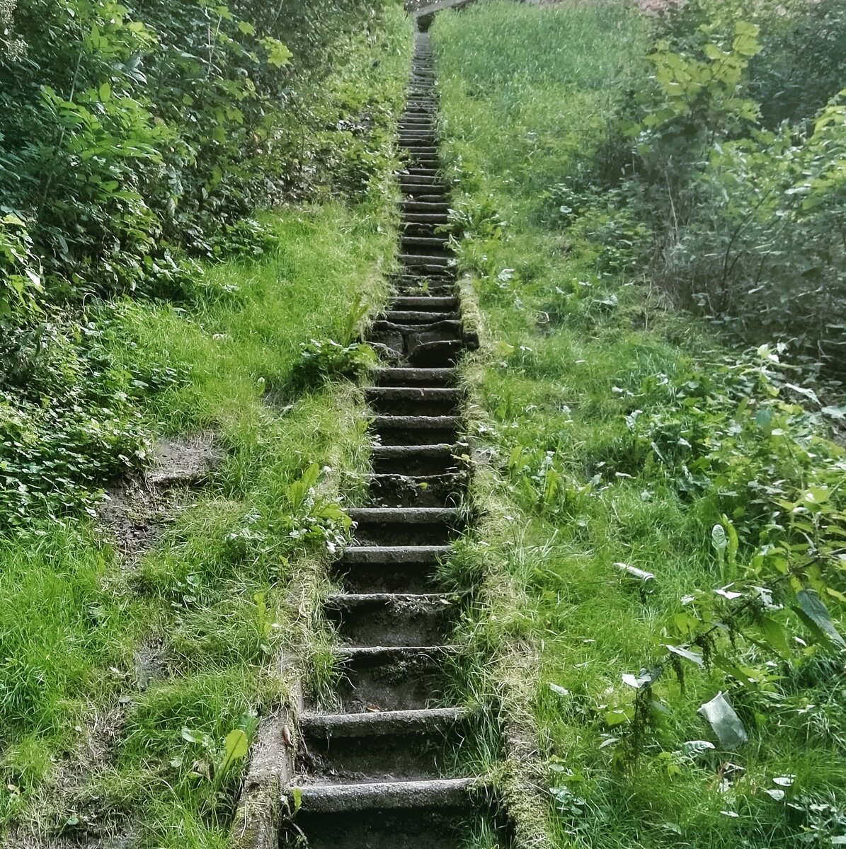 Лестница где-то на просторах Любушского воевудства. Символ переходного этапа у меня.
