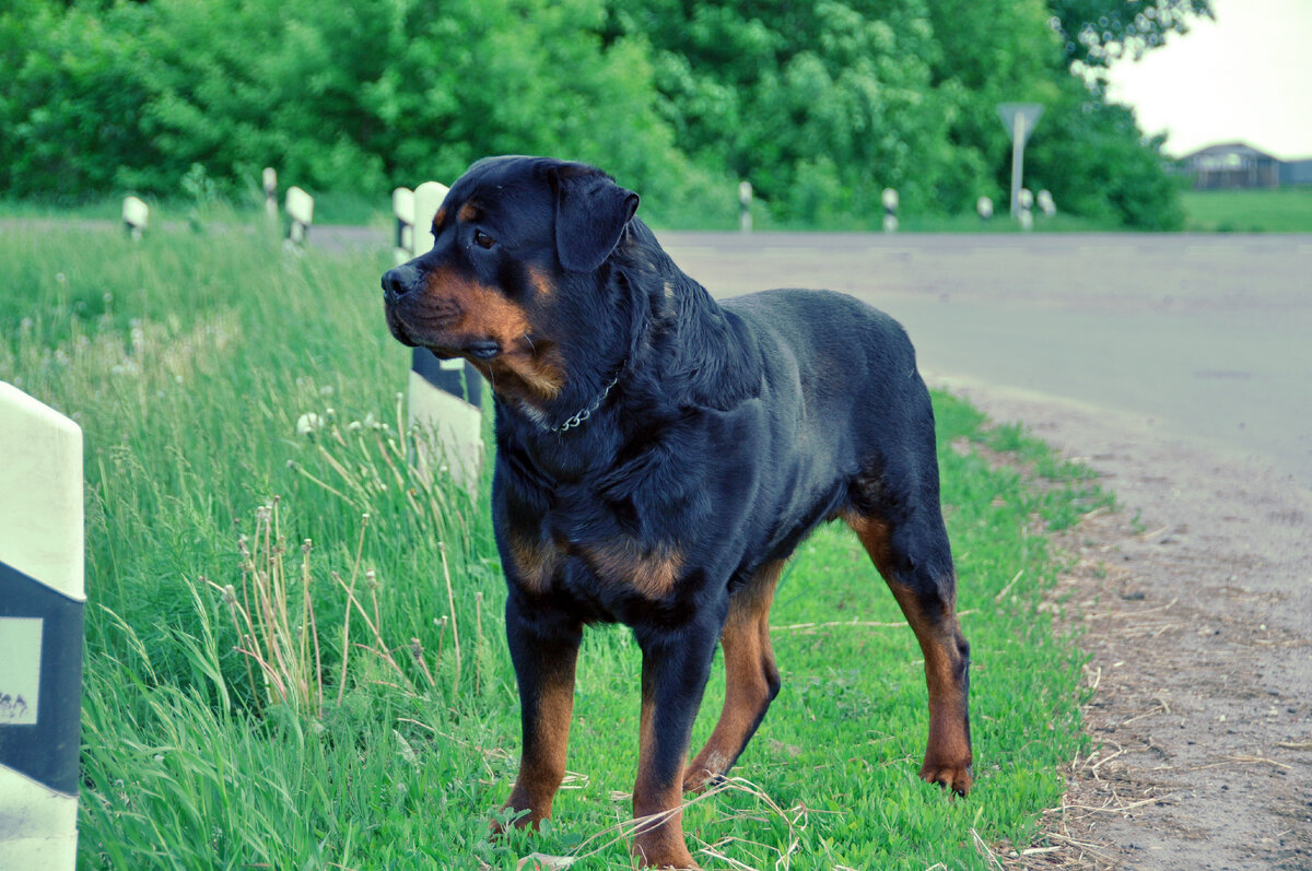 Заявление на назначение ежемесячного пособия на ребенка до 1. Отпуск до 1. 5 лет. Форма приказа об отпуске по уходу за ребенком до 1. Заявление на декрет.