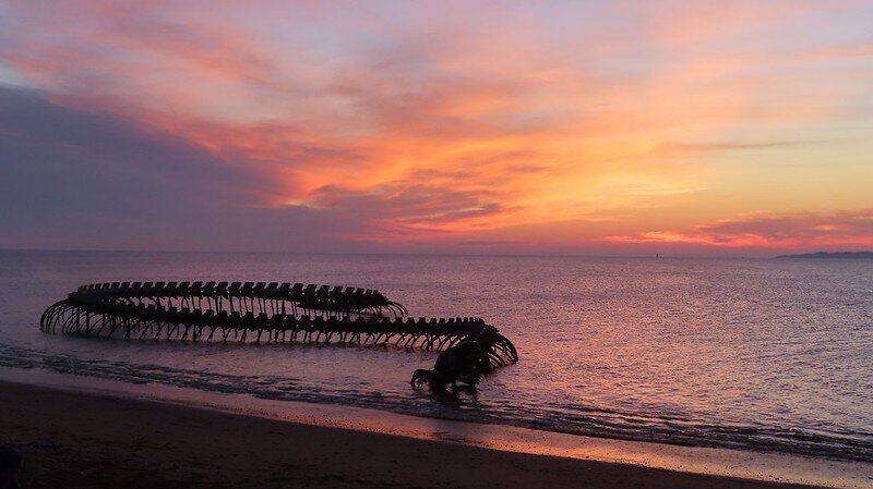 Коты воители костяк. Кот воитель костяк. Модель скелетон кс 1 6. Строение костей человека 4 класс. Скелет человека вид спереди.