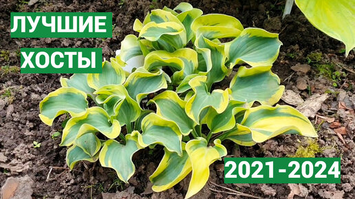 Хосты года в США 2021-2024