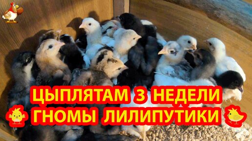 Цыплятам 3 недели 🐥 Гномы лилипутики развиваются по возрасту, но растут очень медленно 😮 Кто они ❓