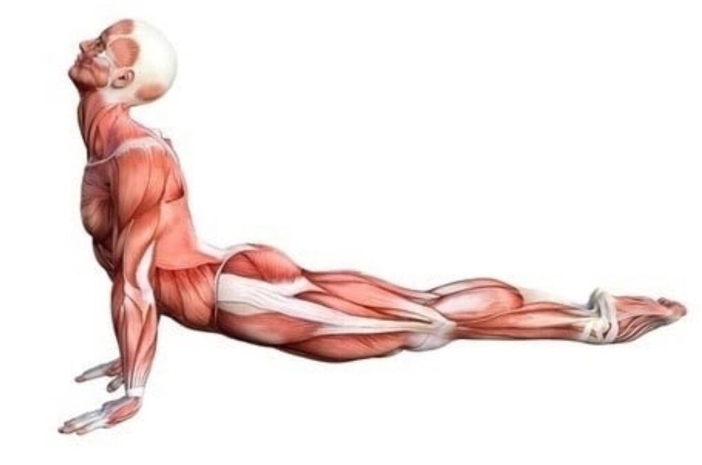 планка упражнение таблица. упражнение колечко в гимнастике. упражнения на расслабление мышц. заниматься спортом вместе. упражнения сек.