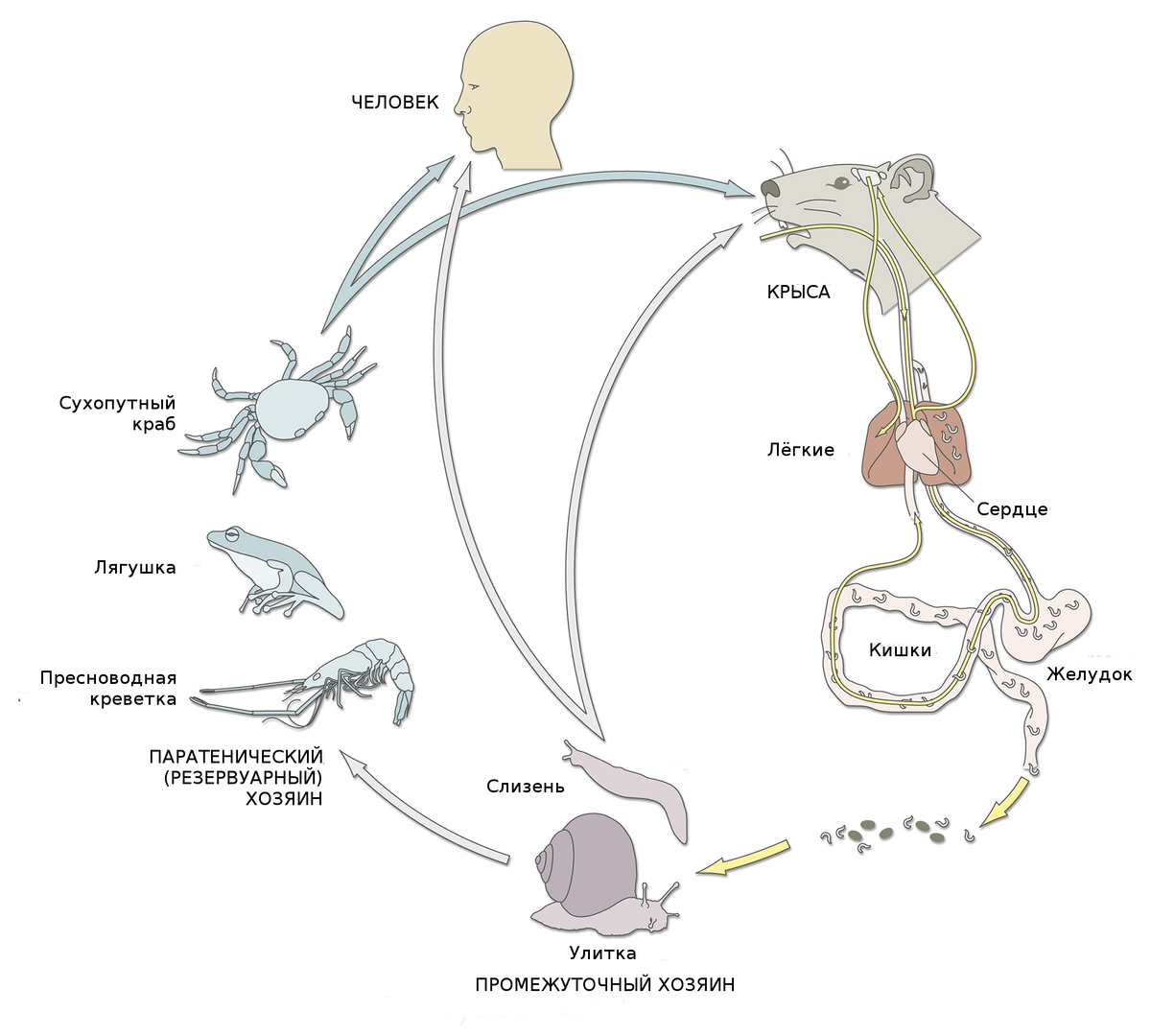 Жизненный цикл Angiostrongylus cantonensis.