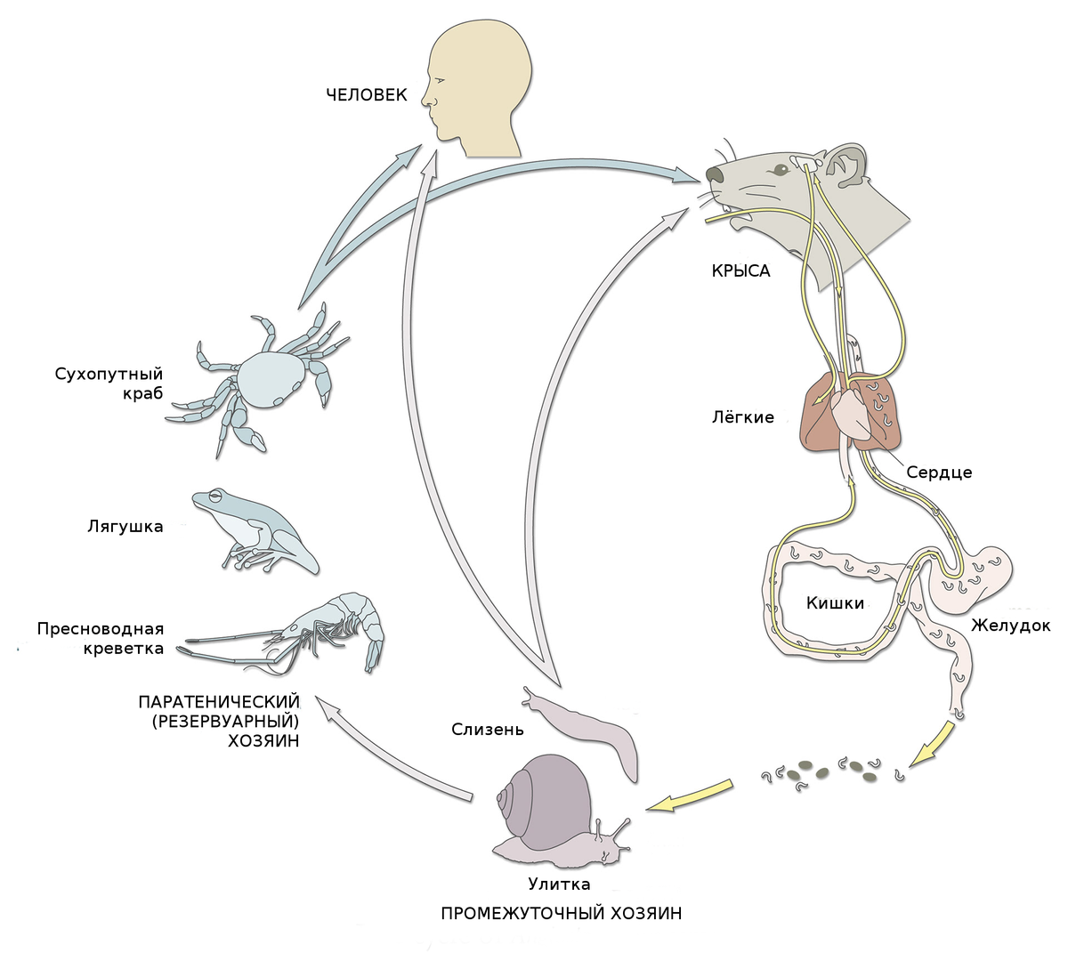 Жизненный цикл легочного. Жизненный цикл карликового цепня схема. СЛИЗЕНЬ цикл развития. Жизненный цикл кальмара схема. Жизненный цикл крысиного цепня.