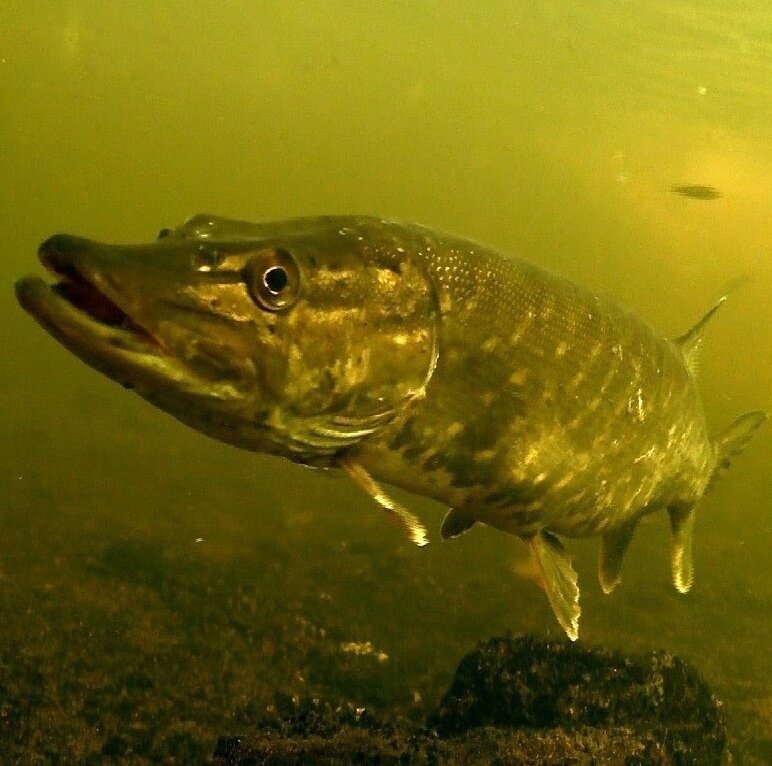 Источник: https://vk.com/wall-62833372_29445