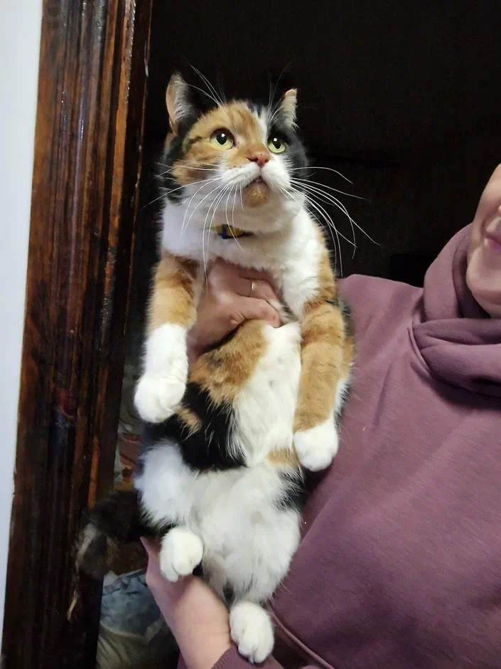 Довольно ясна. Позиция автора ясна. Довольно ясна. Довольно ясна. Этика вывод.