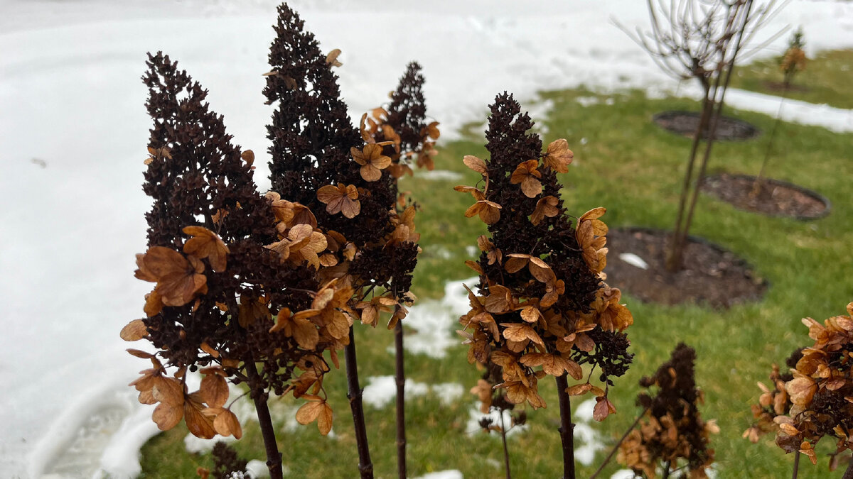 Гортензия Пинки Винки