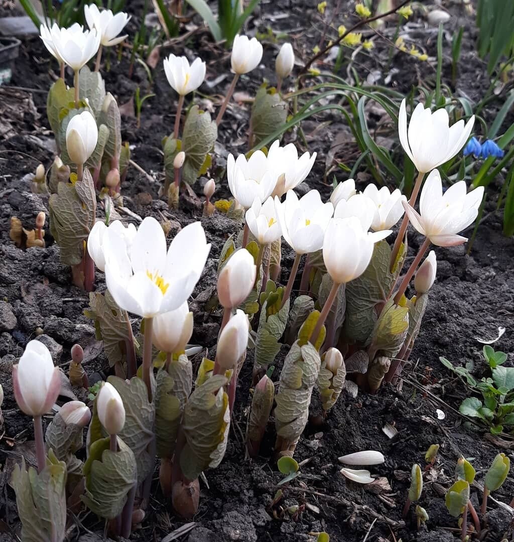 Мое любимое - ручками оберегают бутоны