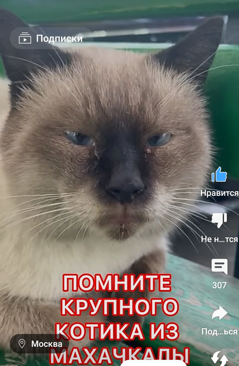 Что значит любить животных. Что значит любить животных. Человек обнимает собаку. Животные друзья человека. Человек обнимает собаку.