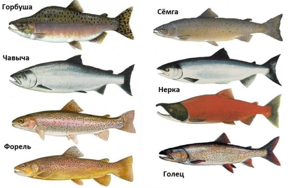 костянце рыбы представители. класс хрящевые рыбы представители. морские рыбы. морские животные нектон. к какому классу относятся рыбы.