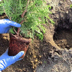 Ежемалина укрытие на зиму. Ростки хризантемы мультифлора. Хризантема мультифлора деление куста. Посадка уход зимовка. Гортензия метельчатая пересадка.