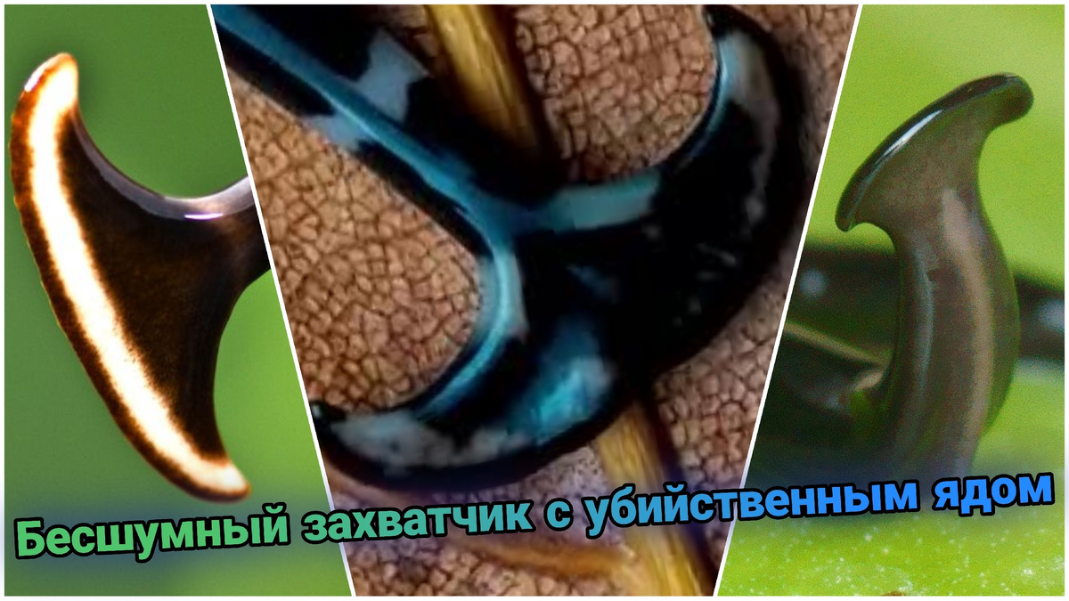 Добавьте описание