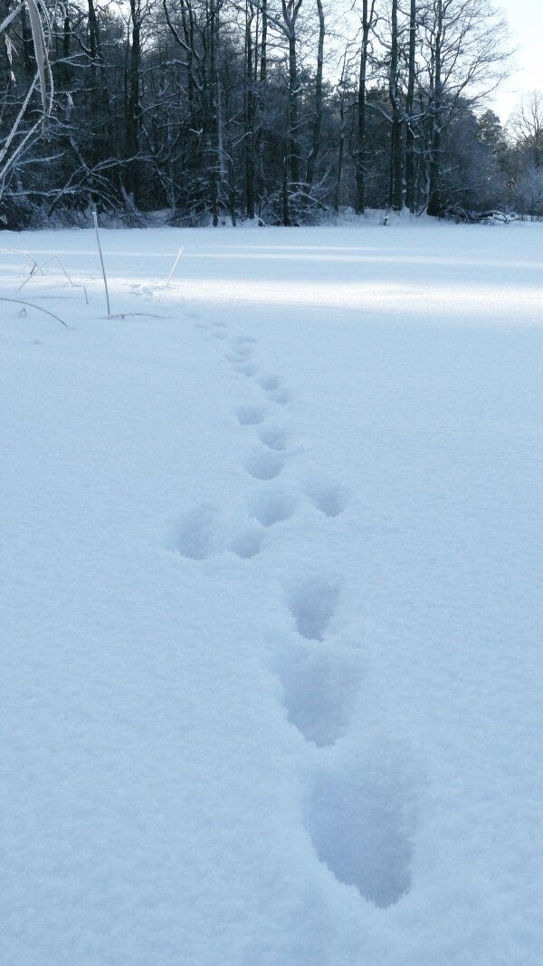 Голубые сумерки