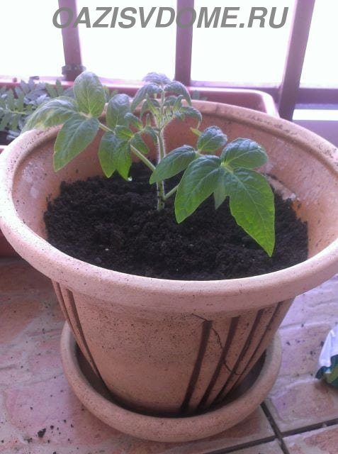 Баклажаны в теплице. Схема посадки баклажан в открытом грунте. Схема выращивания баклажанов. Когда сажают баклажаны на рассаду в подмосковье. Когда сажают баклажаны на рассаду в подмосковье.