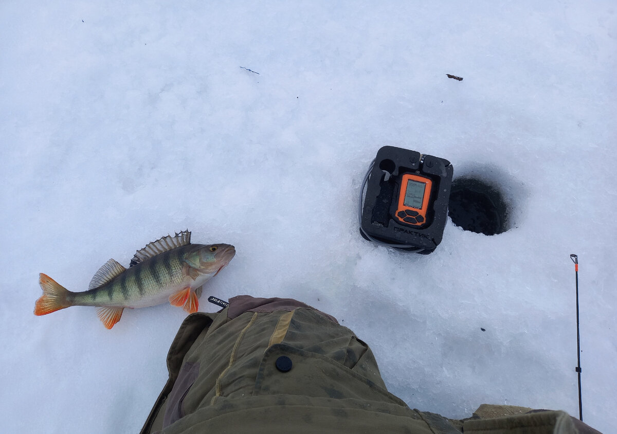 Хороший окунь на льду...