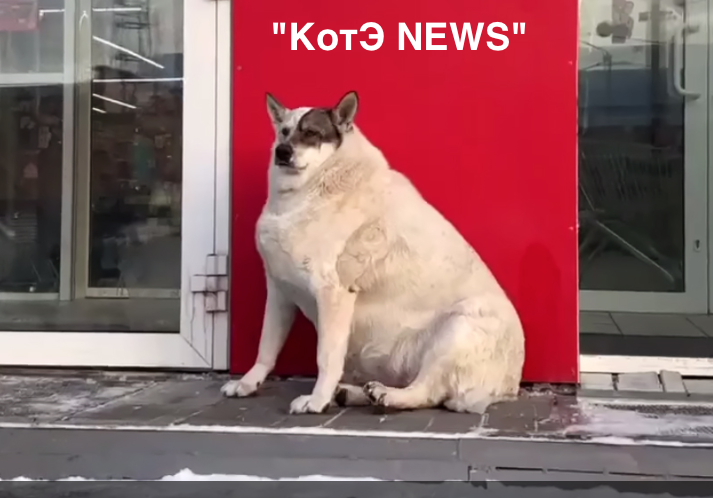 Собаки стали. Американский стаффордширский терьер тигровый. Собаки стали. Старфорширский тойрер. Американский стаффордширский терьер черный.