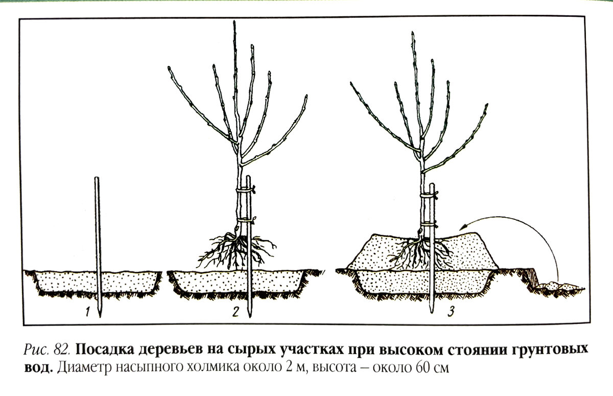 Сначала расскажем про сорта (*красивое😊), а потом начнем душнить и излагать много научного материала про грунты, отношения яблонь к почвенной влаге, температурам и тд.-11