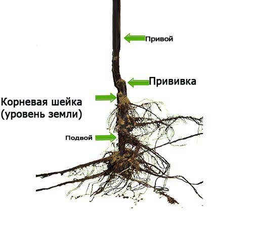 Сначала расскажем про сорта (*красивое😊), а потом начнем душнить и излагать много научного материала про грунты, отношения яблонь к почвенной влаге, температурам и тд.-13