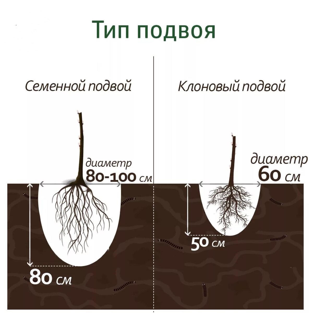 Сначала расскажем про сорта (*красивое😊), а потом начнем душнить и излагать много научного материала про грунты, отношения яблонь к почвенной влаге, температурам и тд.-14