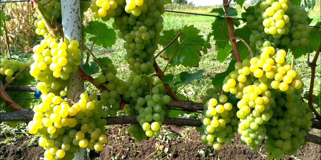 Как повысить сахаристость ягод винограда