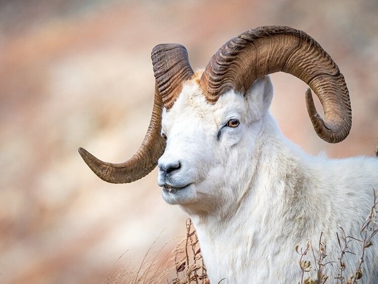 Лаптевы дмитрий и харитон. Билсагаев борис николаевич. Лаптевы исследователи евразии. Рыжов сергей николаевич. Великие русские путешественники харитон и дмитрий лаптевы.