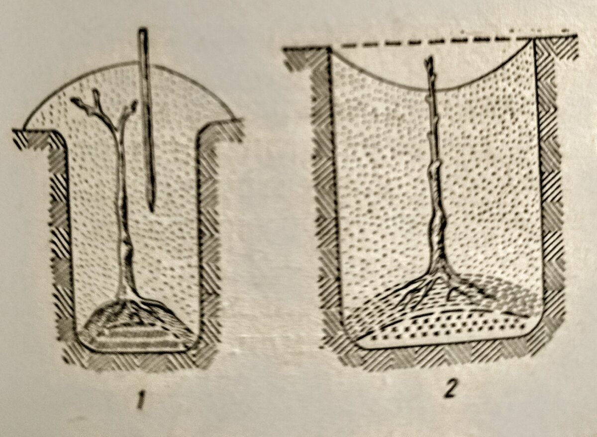 Гибискус штамбовое дерево. Как вырастить в длину. Как вырастить в длину. Черенки хрена для посадки. Упражнения для увеличения роста подростка в домашних условиях.
