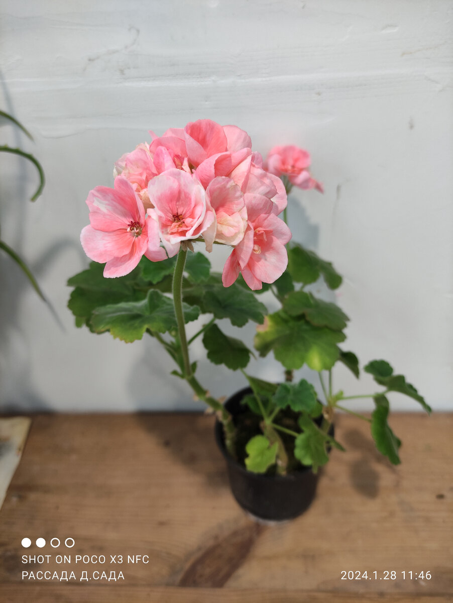 индивидуальные слова примеры. конкретные имена существительные примеры. конкретные и абстрактные имена существительные. абстрактные имена существительные. индивидуально-авторские слова.