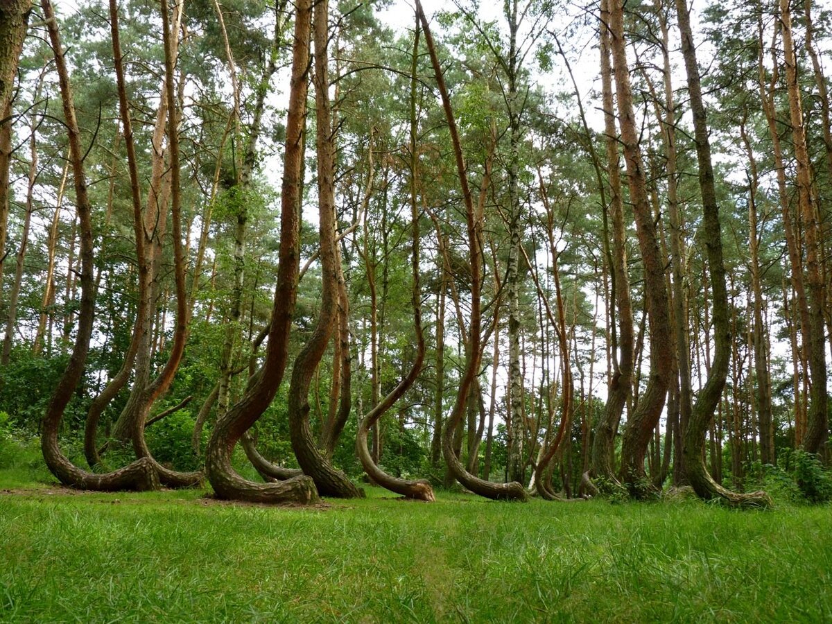 Нерейский лес Куршская коса