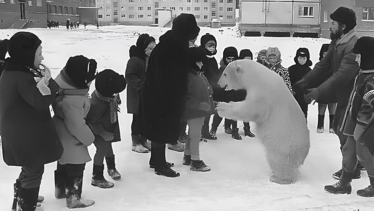 Жители Норильска хотят подружиться с маленькой медведицей.