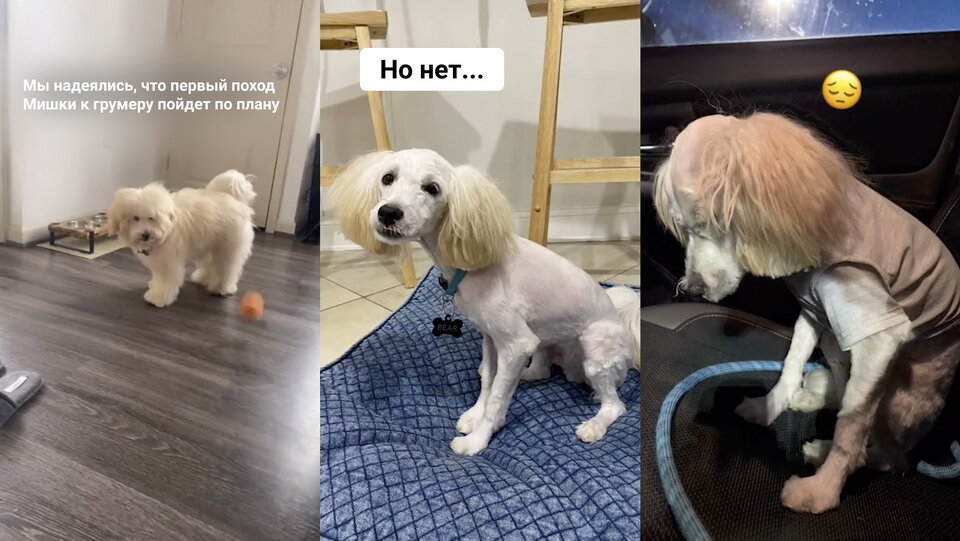 Карликовый пудель нестриженный. Потом собачка. Той пудельне стриженый. Попона послеоперационная для собак. Потом собачка.