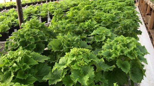 Загадка не сеют не сажают сами вырастают ответ на загадку. Отгадай загадки не сеют не сажают сами вырастают. Отгадай загадки не сеют не сажают сами вырастают. Не сеет не сажает сам вырастает. Не сеют не сажают сами вырастают.