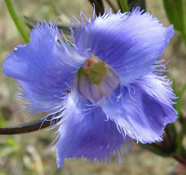 Gentianopsis crinita