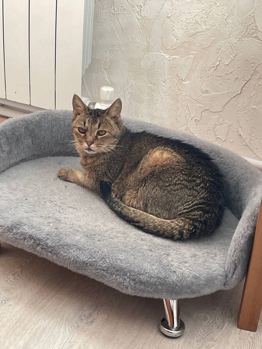 Кот сеня дзен. Кот сеня дзен. Кот сеня дзен. Семечки сеня. Кот сеня дзен.