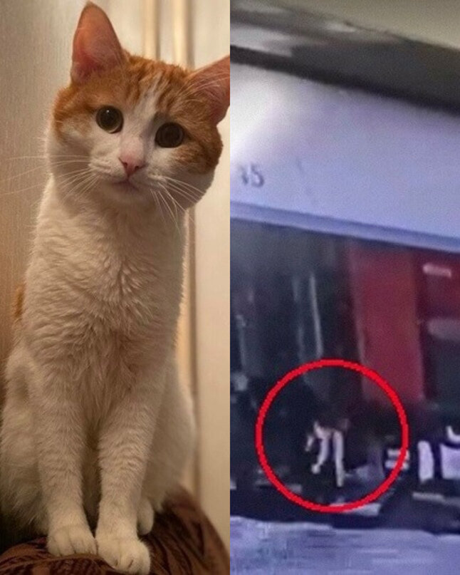 Кот Твикс и момент, запечатленный камерой наружного наблюдения. Фото из открытых источников. 