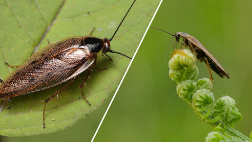 Молитва от тараканов в квартире. Рыжие тараканы в квартире. Крымский таракан. Заговор от тараканов. Рыжий таракан таракановые.