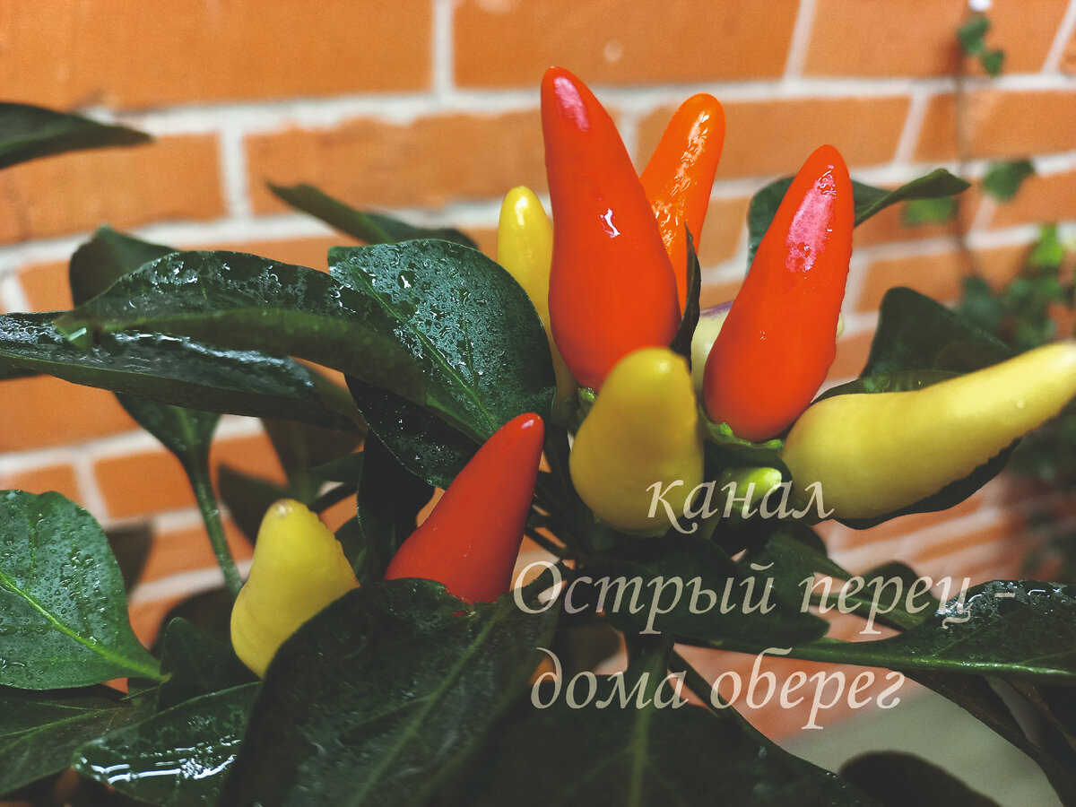 Главная задача перцевода - получить хороший урожай