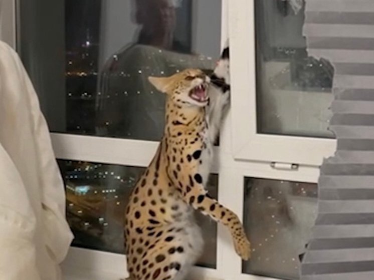 Статусы про обиженных людей. Тебе больно. Делай больно делай страшно. Причинение боли любимому человеку. Почему люди делают больно друг другу.