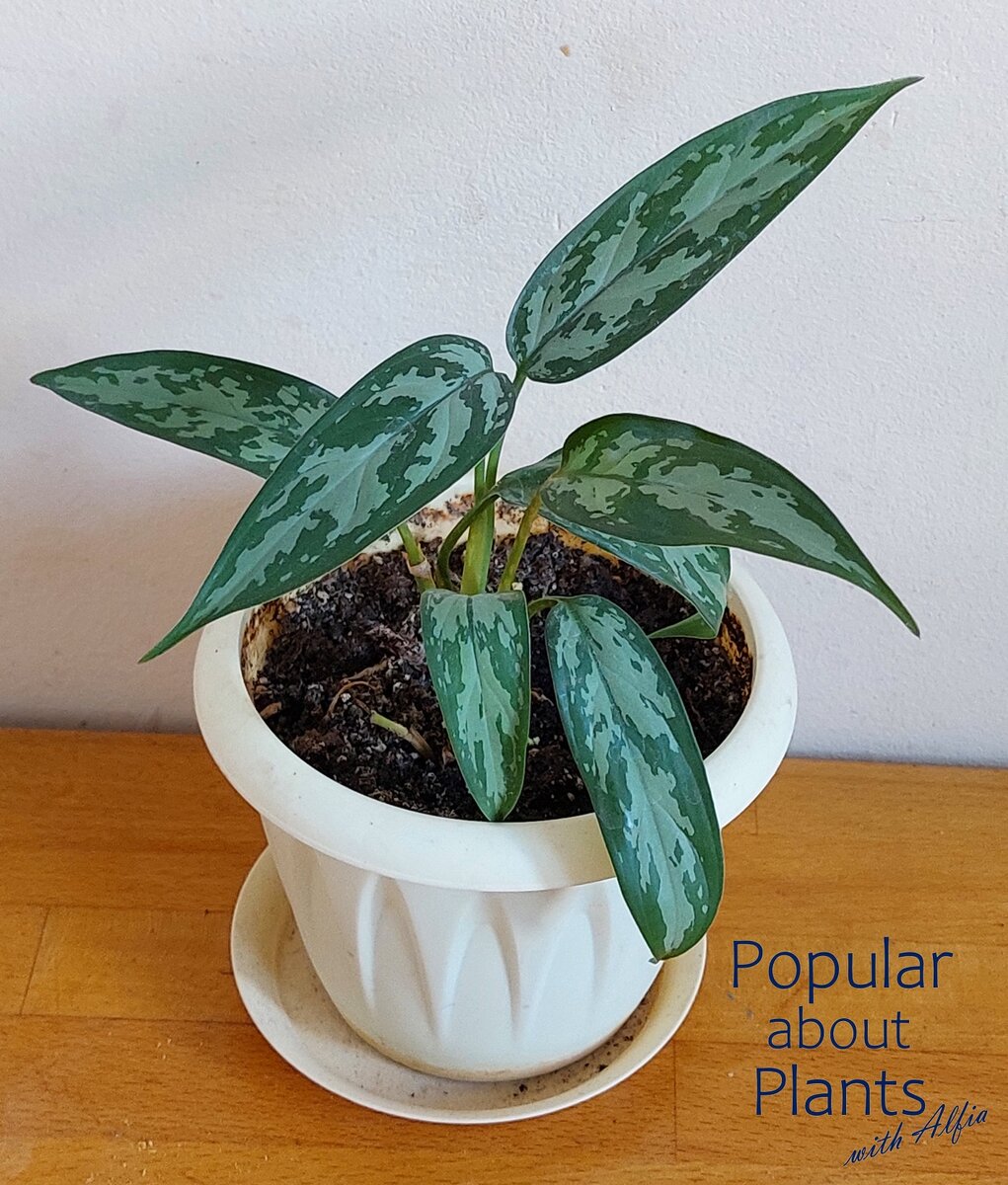 Aglaonema commutatum Schott 'Treubii' 