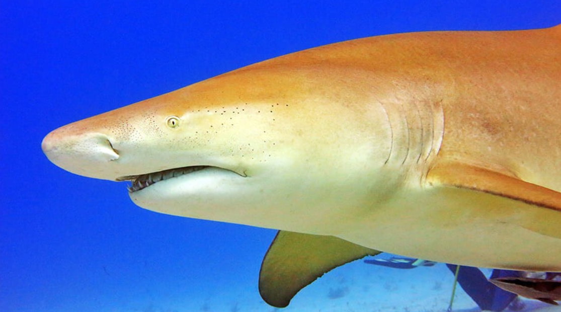 Источник: https://clck.ru/38LfrH