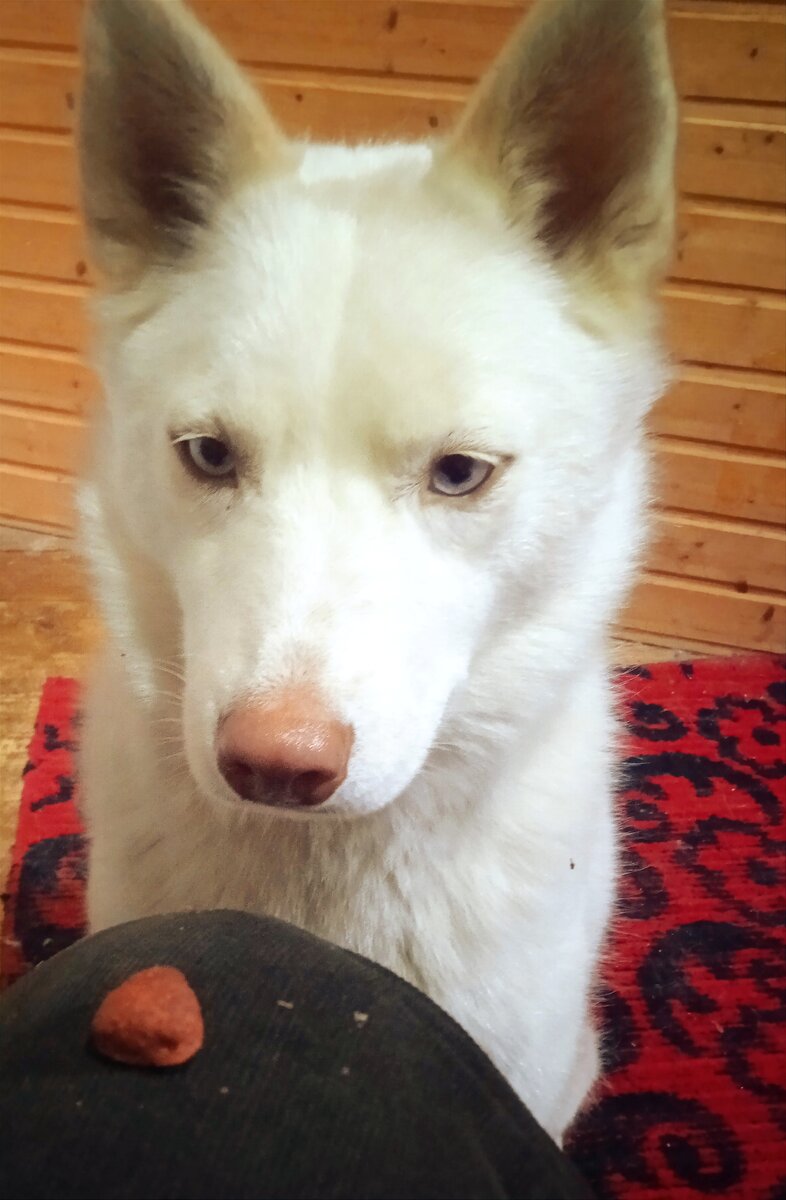 виктор королёв я не буду ждать. королев я буду ждать тебя на берегу. виктор королев а я не знал. королев я буду ждать тебя на берегу. королев я буду ждать тебя на берегу.