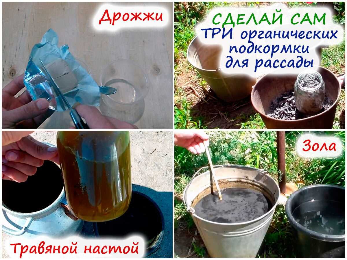 Как сделать подкормку для рассады. Настой золы для подкормки растений приготовить. как сделать дрожжевую подкормку для цветов комнатных. подкормка цветов дрожжами как правильно приготовить. можно ли сделать удобрение из бумаги.