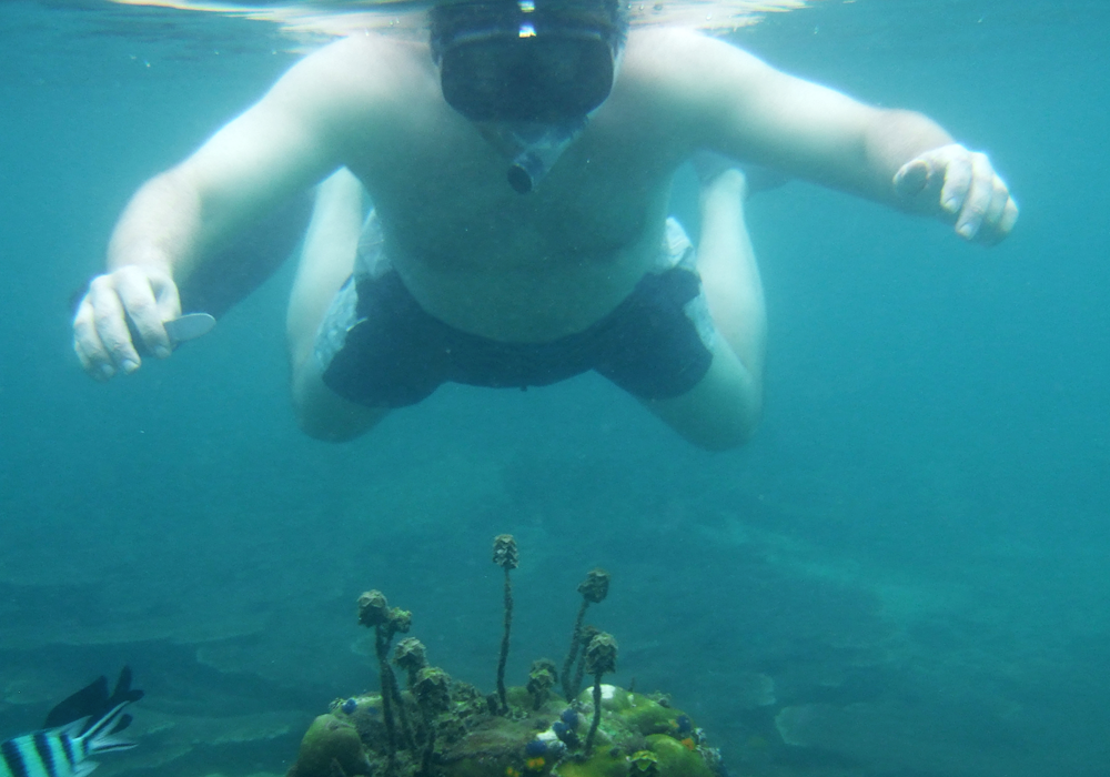 Кит, когда он ещё не потерял ноги