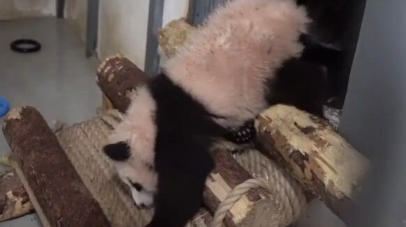    ©Кадр из видео