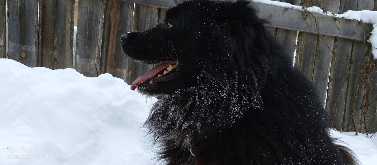 Бароша на прогулке! 